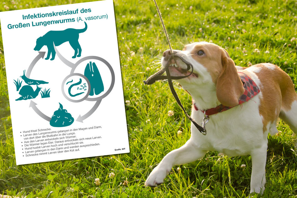 Gefahr im Gras: Schnecken können Lungenwürmer auf Hunde übertragen!