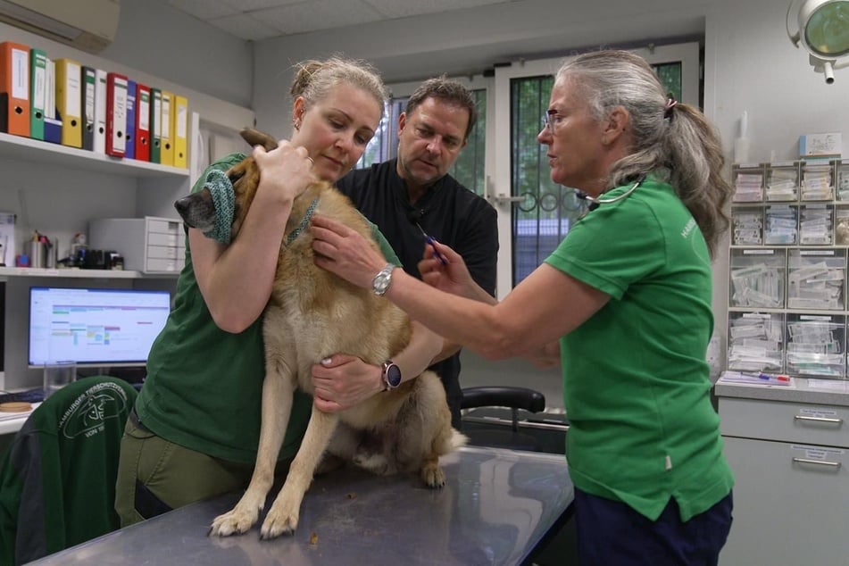 Tierpflegerin Michaela Lucht (v.l.n.r.), Martin Rütter (55) und Tierärztin Urte Inkmann chippen einen Fundhund.