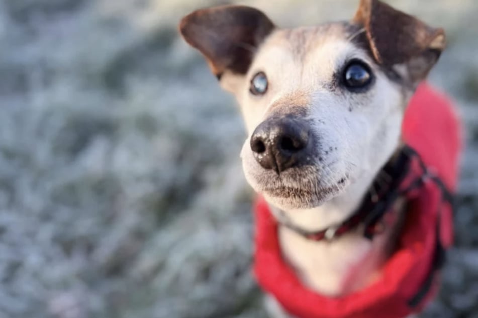 Jack‑Russell‑terriér Hubert (16) hledá nový domov.