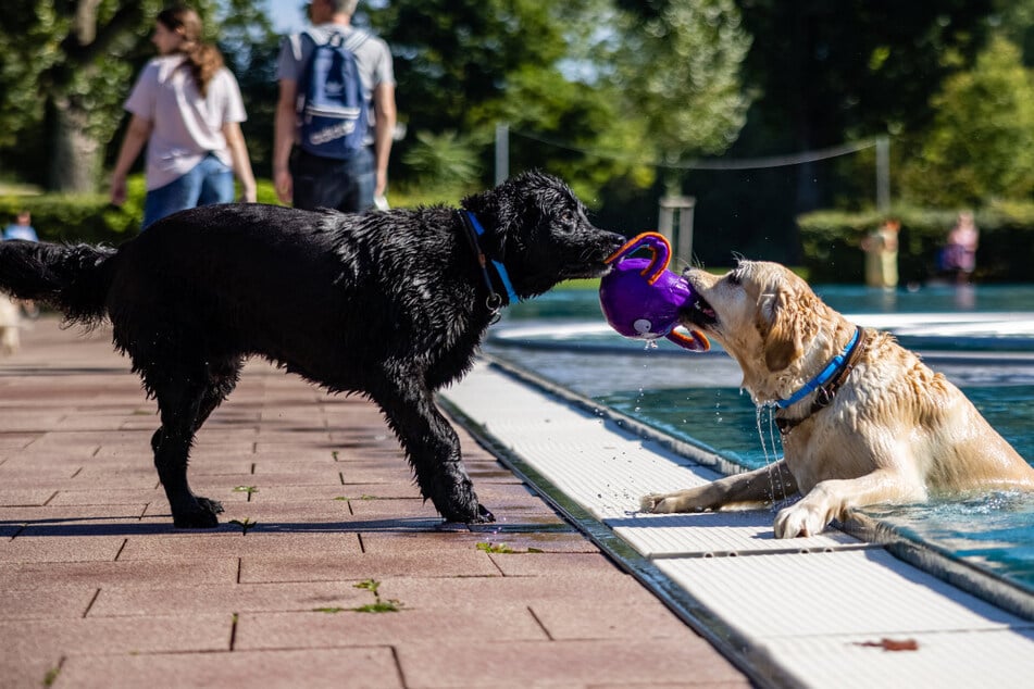 Lass los, sonst ziehe ich dich rein: Am Samstag hatten Hunde in Fürth einen ungewöhnlichen "Spielplatz", sich auszupowern.