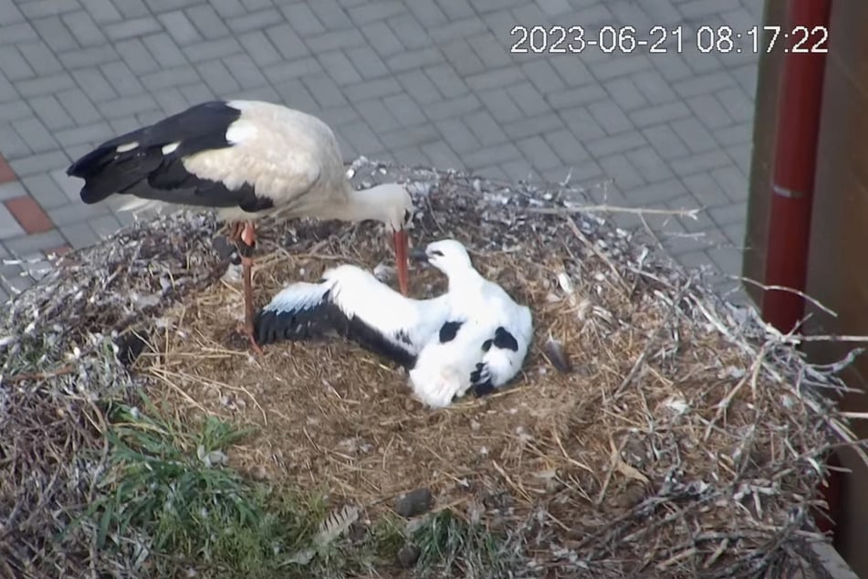 Die beiden Weibchen am Mittwochmorgen, offenbar bei der Gefiederpflege.