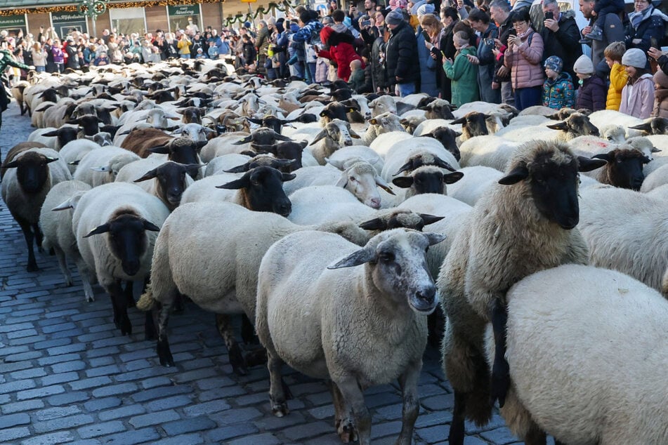 ¡Qué locura! Cientos de animales cruzan el centro histórico de Núremberg.