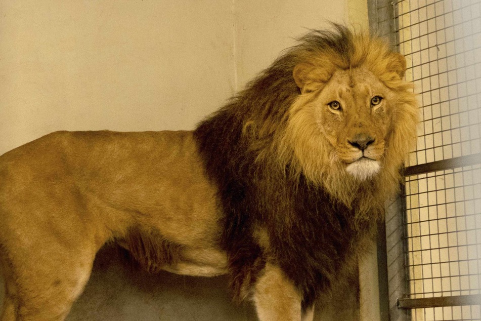 Serengeti-Park rettet seltene Löwen vor dem sicheren Tod