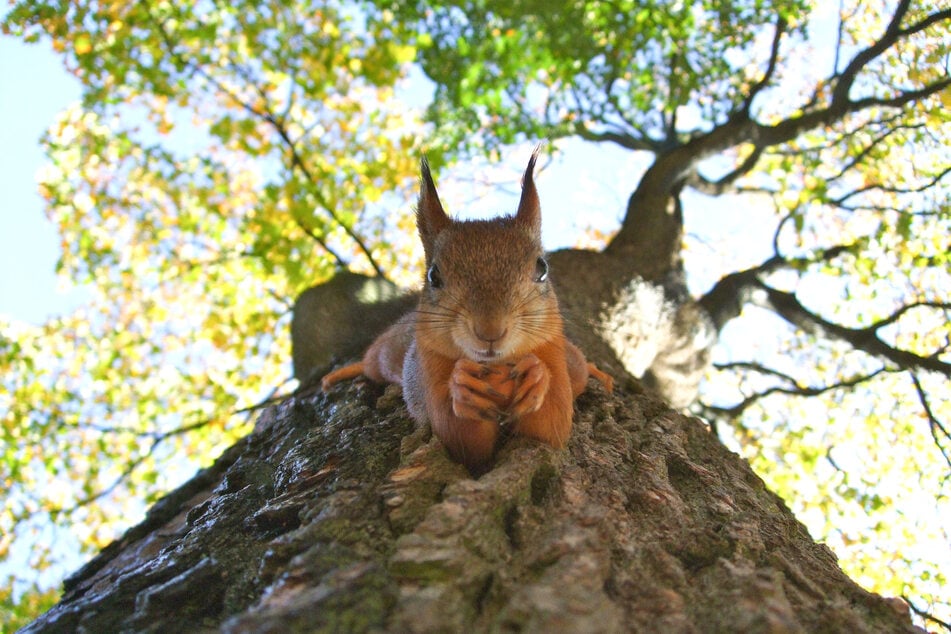 Never steal a nut from a squirrel - that's an order!