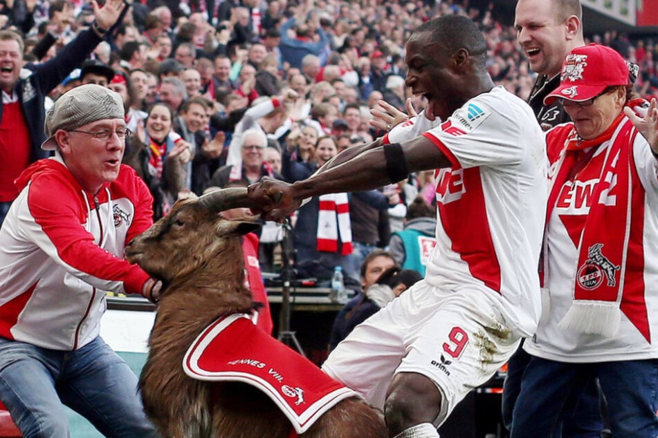 Im Jahr 2015 sorgte FC-Stürmer Anthony Ujah (34) für einen Skandal, als er im Jubelrausch Hennes VIII. an den Hörnern packte.