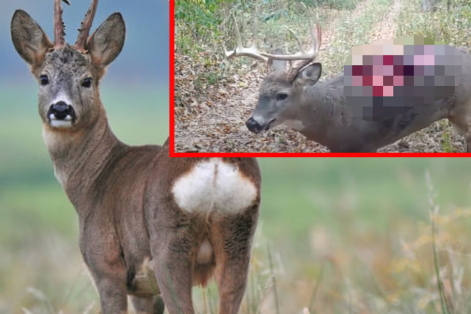 Kamera filmt Wald, plötzlich läuft ein Hirsch mit halb offenem Rücken durchs Bild