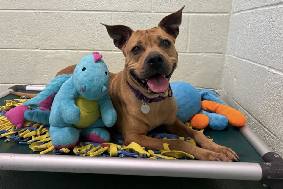 Sweet Roxy is a very social dog who loves belly rubs and back scratches.