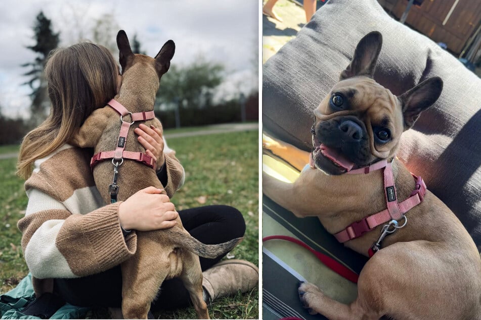 Merles Besitzerin Jasmin wünscht sich, dass sie ihre Französische Bulldogge wiederfindet.