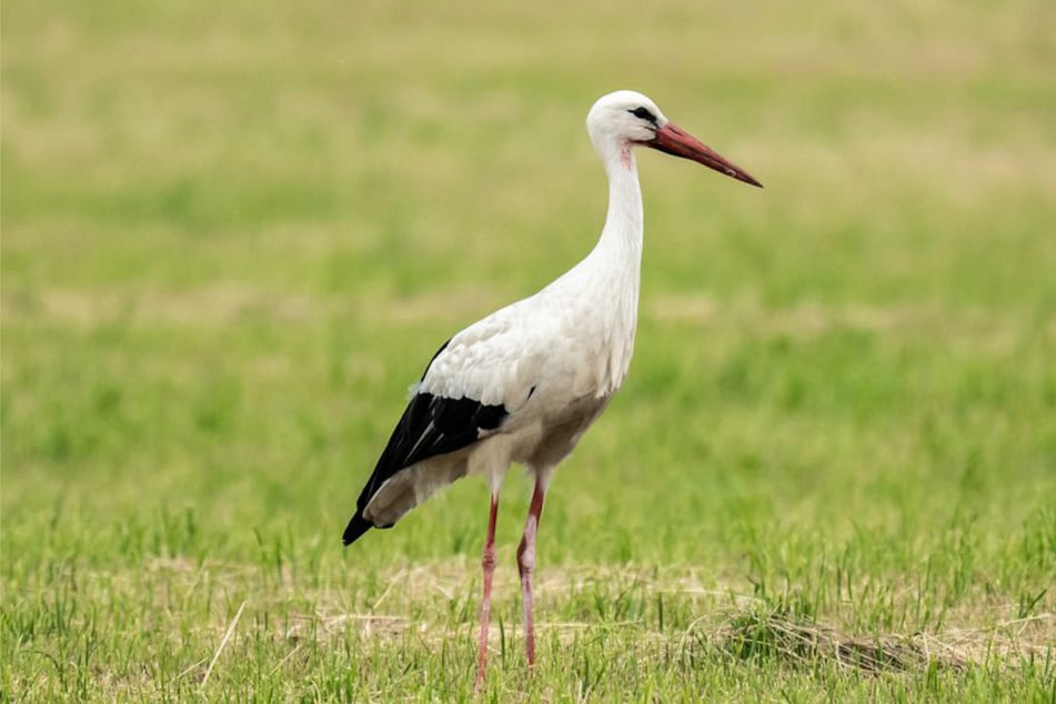 Der Storch war offensichtlich geschwächt. (Symbolbild)
