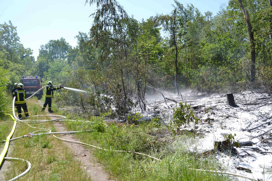 Am Mittag konnten die Feuerwehrleute einen Waldbrand nahe der Lausitzer Straße in Lauta löschen.