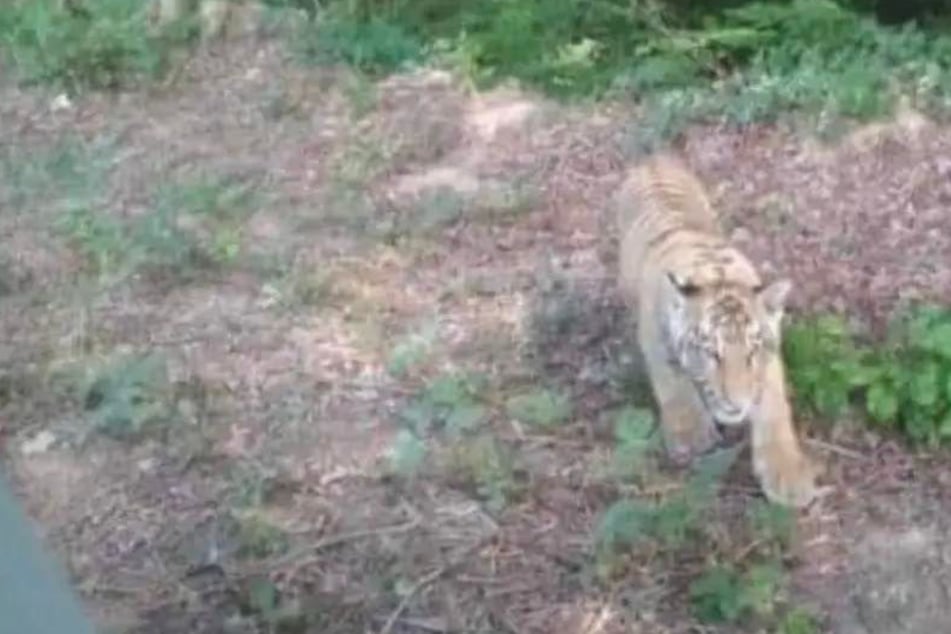 Tiger breaks loose near Ukrainian border