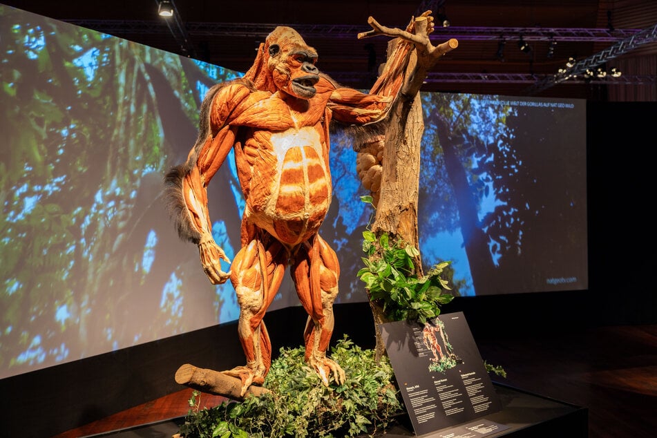 Die Ausstellung "Körperwelten der Tiere" zeigt ab Juli in Chemnitz, was sich unter Haut, Fell und Federn verbirgt.