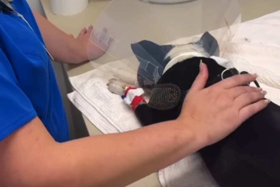 Die Tierpfleger stehen dem Vierbeiner tatkräftig zur Seite – auch einige Streicheleinheiten dürfen dabei nicht fehlen.