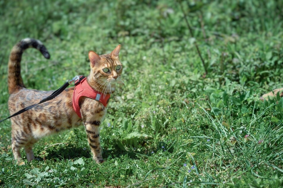 Für das Gassigehen bietet sich z. B. ein solches Katzengeschirr mit Weste an.