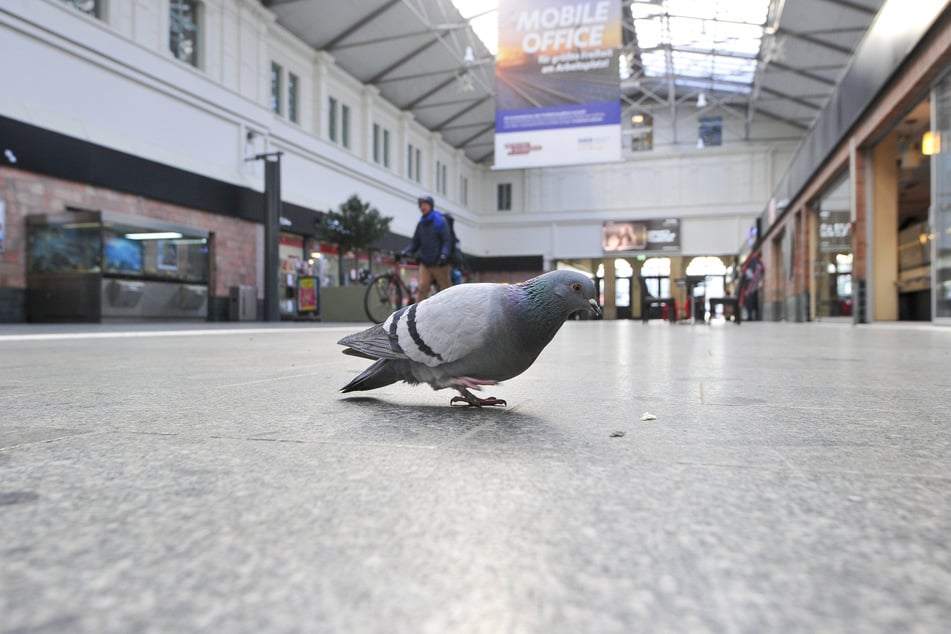 Der Hauptbahnhof gilt als Tauben-Hotspot.