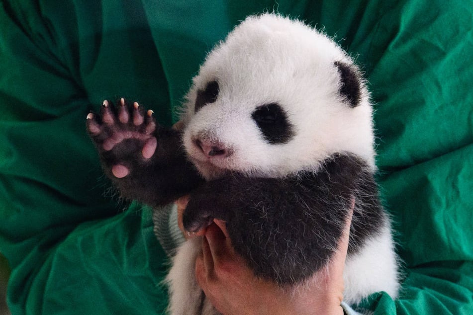 Die Panda-Zwillinge werden sich den Besuchern abwechselnd zeigen.