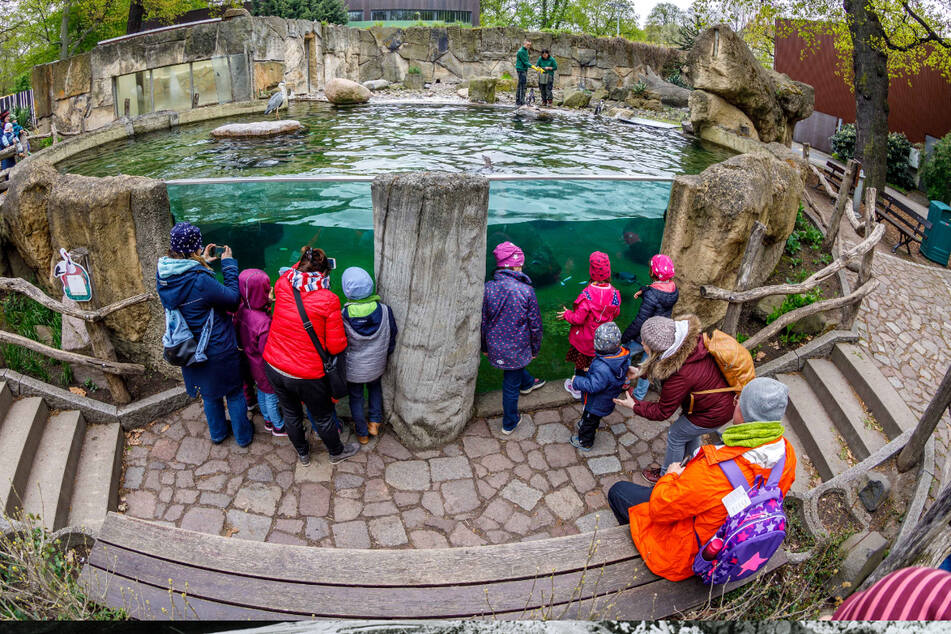 Die Pinguine gehören zu den Besucherlieblingen.