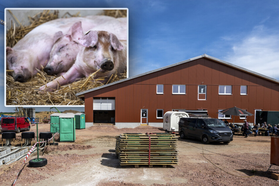 Mittelsachsen: Hier gibt's tierischen Luxus für Schweine