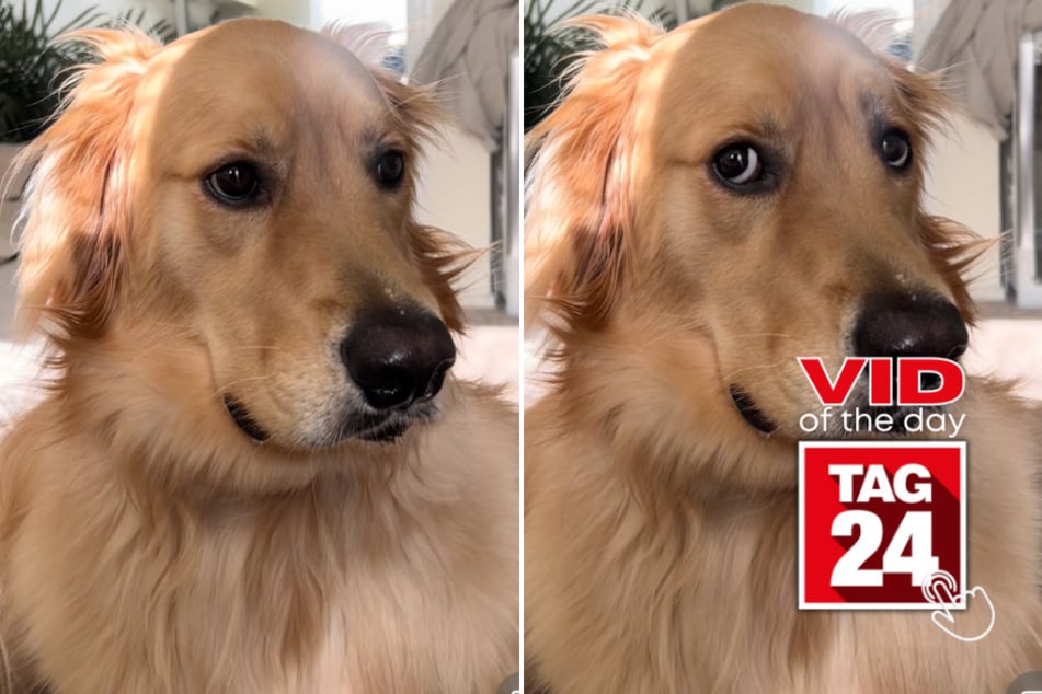 viral videos: Viral Video of the Day for February 22, 2025: Dog's unusual burp gets TikTok giggling!