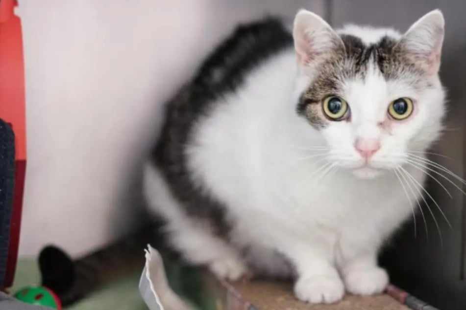 Dieser Kater hat eine spezielle Angewohnheit: Wer schenkt Mash trotzdem ein Zuhause?