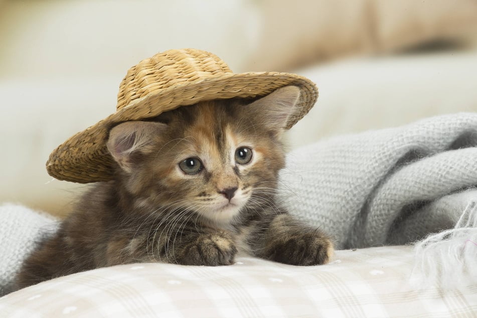 Zum "Tag der Katze" wird in der Sachsen-Allee die schönste Katze gesucht.