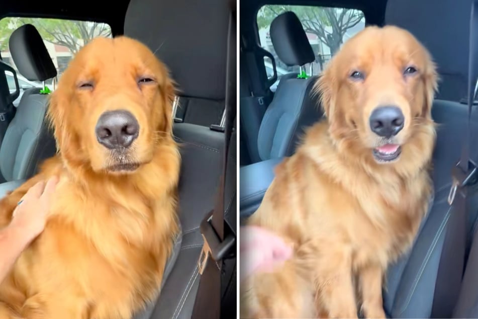 Golden Retriever soll aus Auto aussteigen: Was er stattdessen tut, amüsiert so viele