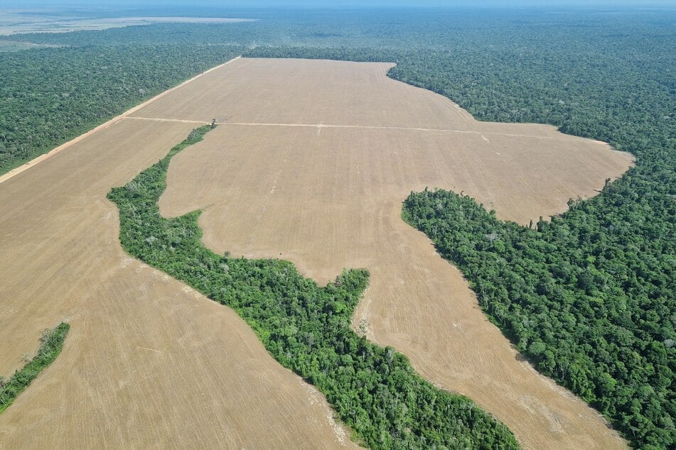 Gerodeter Amazonas-Regenwald nahe der Stadt Belém in Brasilien.