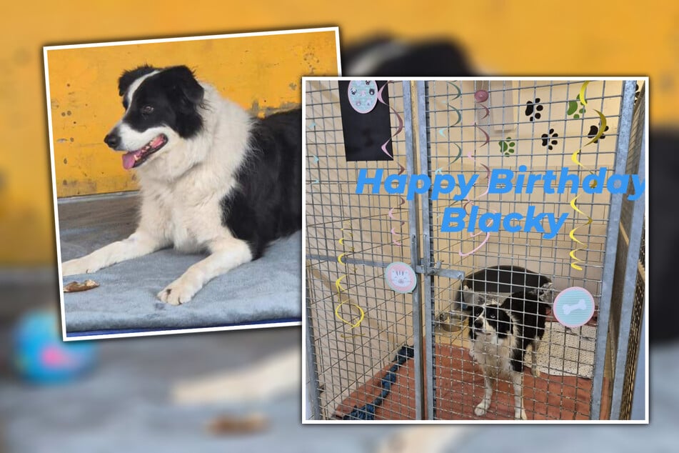 Zum ersten Mal feierte Border Collie Blacky seinen Geburtstag im Tierheim.