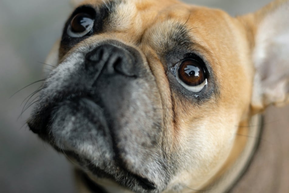 Sind Hunde ängstlich oder unsicher, kann es vorkommen, dass die ihre Besitzer oder Gegenstände rammeln.