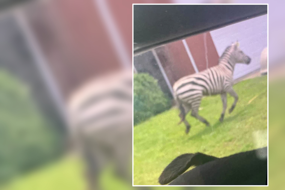 Zebra auf Abwegen: Ausgebüxtes Haustier wird zum Internet-Star