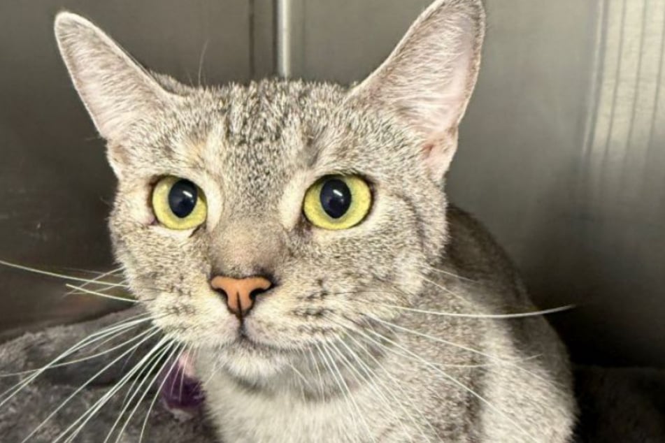 Das Tierheim Bergheim sucht ein neues Zuhause für Katze Strubbelchen.
