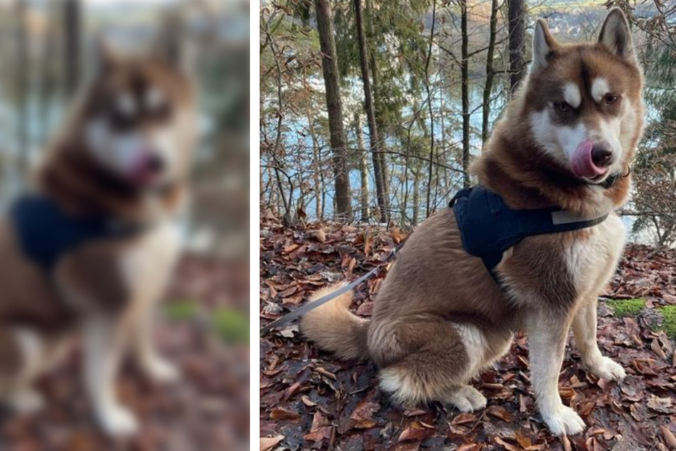 "Tierisch tierisch": Husky Odin wartet auf sportliche Gassi-Geher