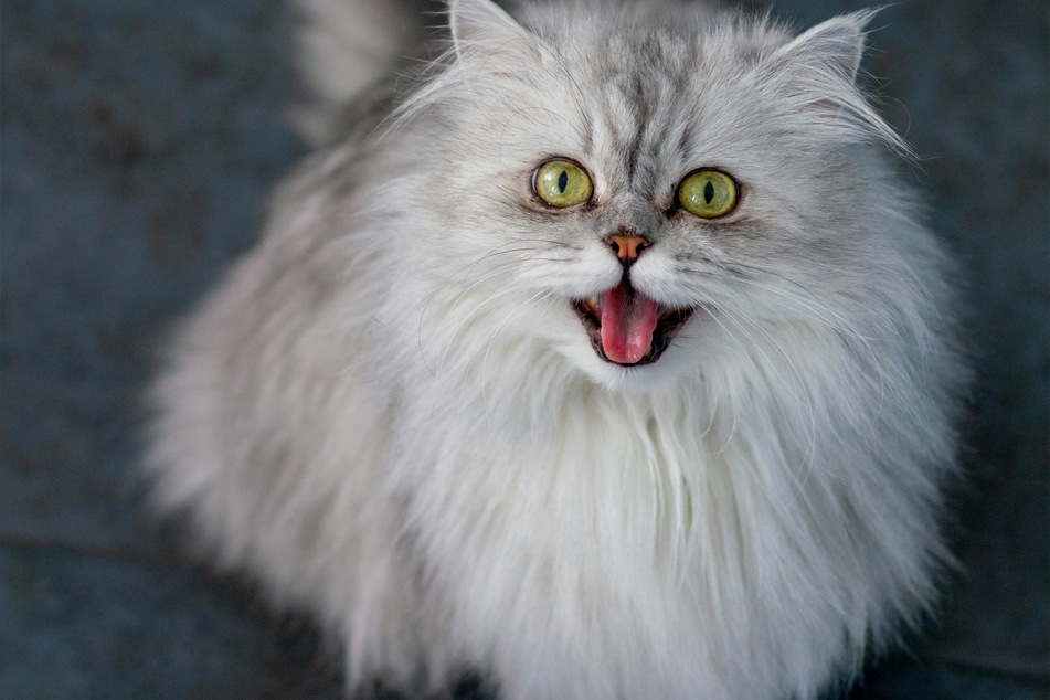Persian cats are the most glamorous flat-faced cats out there.