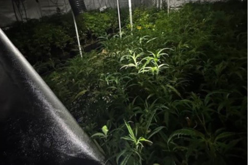 Durch die Meldung eines Einbruchs wurde in der Börde eine Cannabis-Plantage entdeckt.