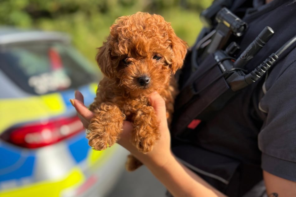 Los agentes de policía se hicieron cargo del cachorro y lo bautizaron como Coco.