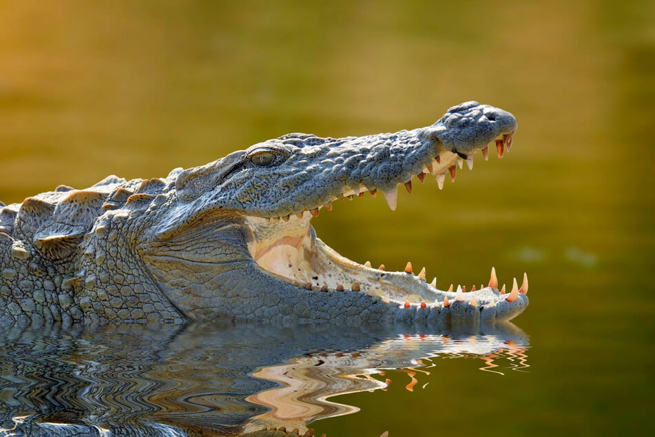 Spitze Zähne und ein großes Maul, das Krokodil gehört zu den gefährlichsten Tieren der Welt.