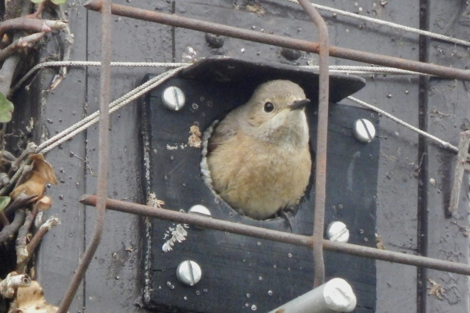 Piep! Der NABU Leipzig will die Wildvögel der Messestadt besser schützen.