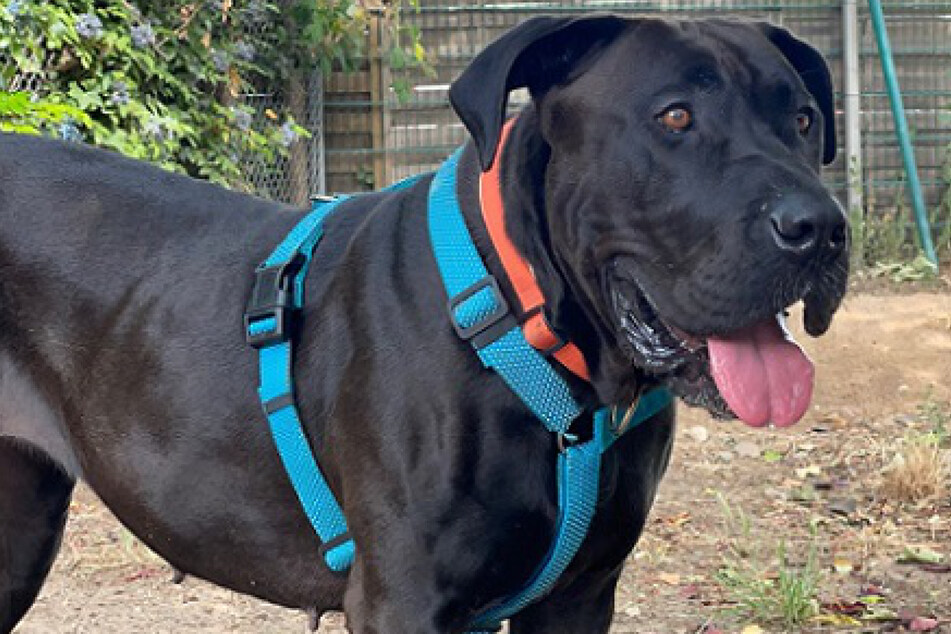 Das Tierheim in Frankfurt sucht nun nach einem liebevollen neuen Zuhause für die aufgeweckte Junghündin.