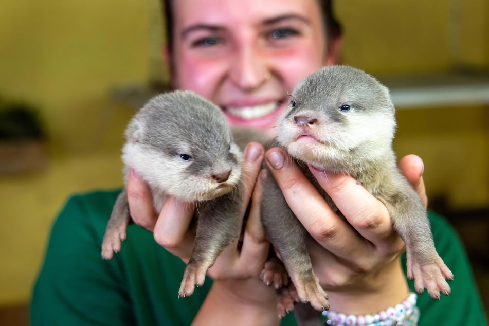 Tierpflegerin Josi Nöbel (24) zeigt zwei der Otterbabys.