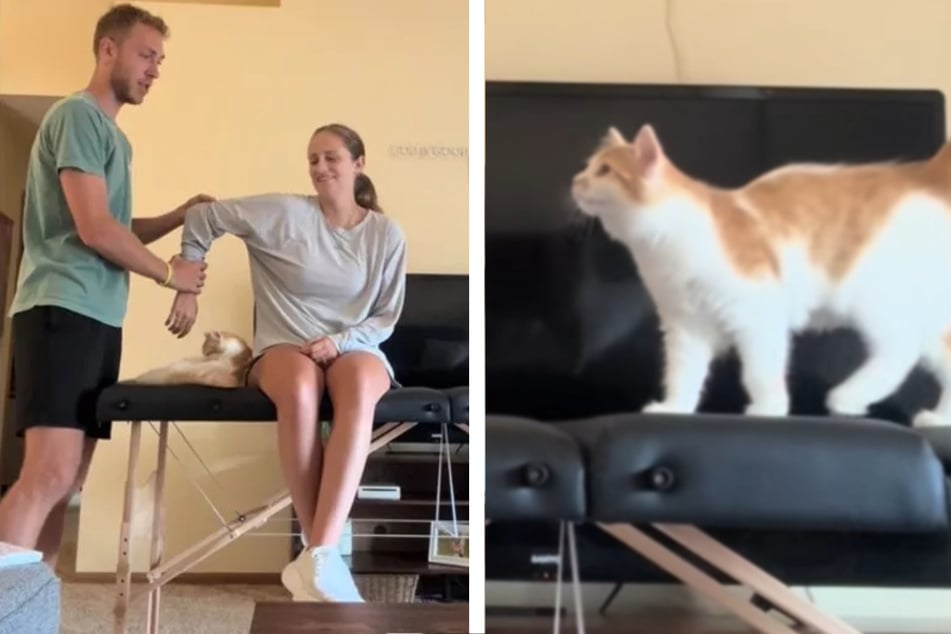 Pareja graba presentación, luego su gato arruina todo