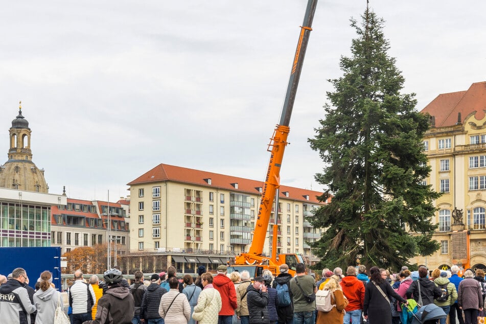 Rathaus sucht Super-Tanne für Striezelmarkt