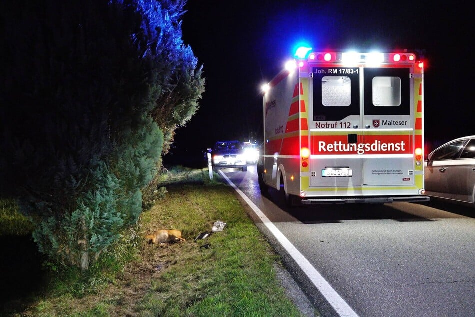 Das Tier verendete am Straßenrand.