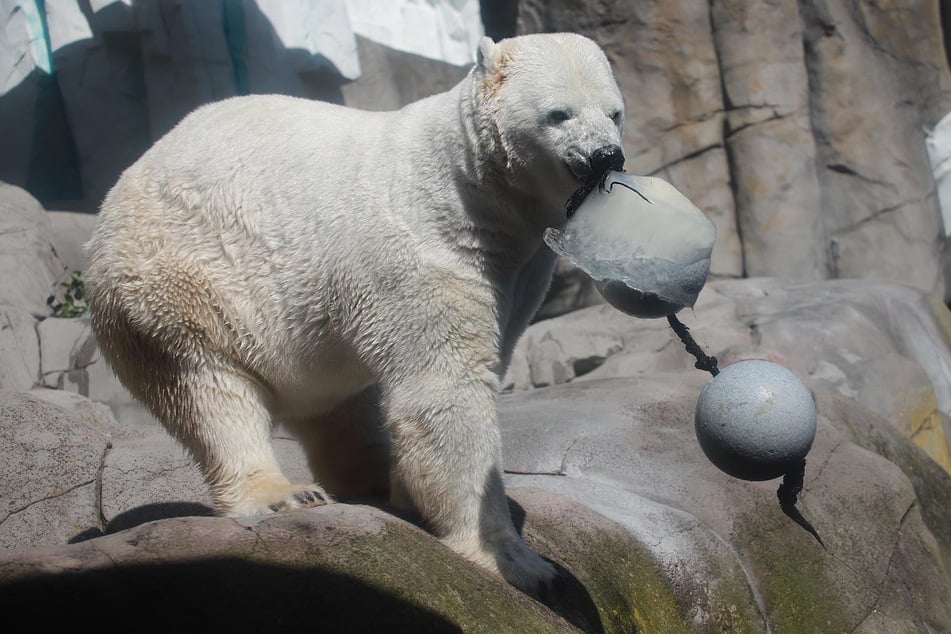 Eisbärendame Victoria hat Eisbomben zur Abkühlung bei den extremen Temperaturen von den Tierpflegern bekommen.