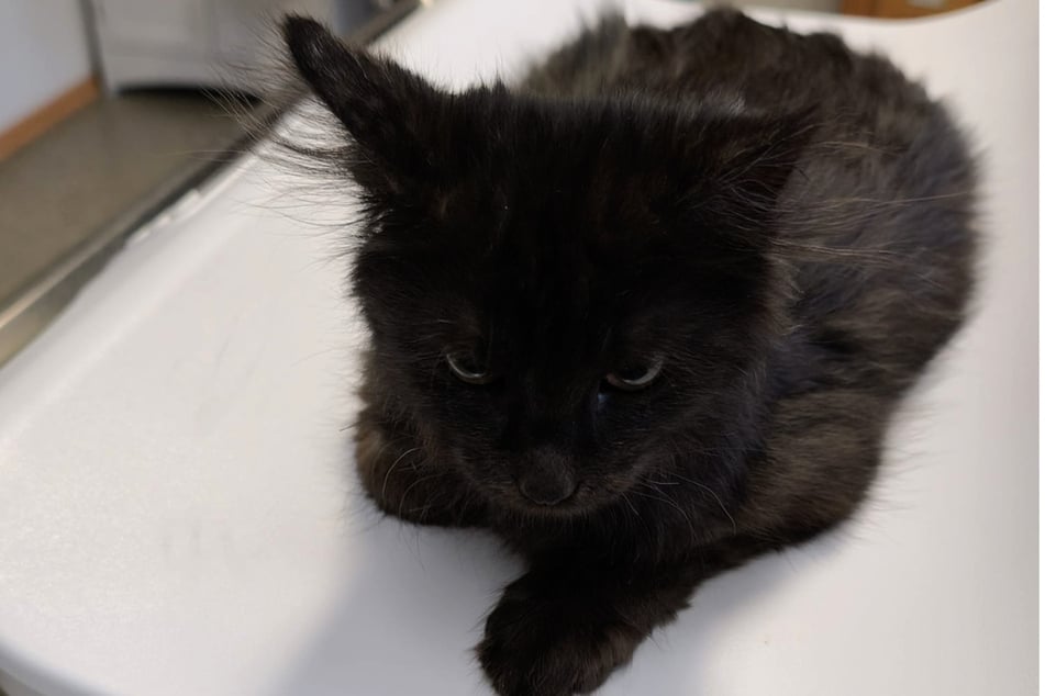 Auch der kleine Kater Besen befindet sich gerade in der ebenso zeitintensiven wie kostspieligen FIP-Therapie.