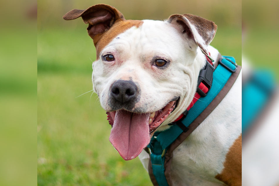 American-Staffordshire-Terrier Roxanne hofft darauf, bald ein neues Zuhause zu finden, in dem sie endlich ankommen darf.