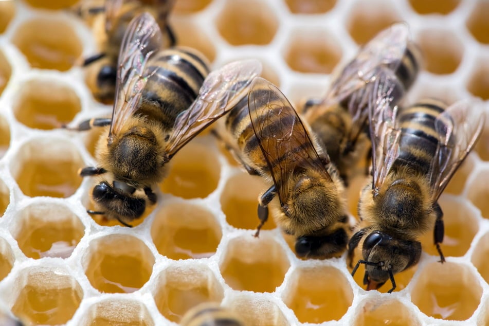 Immer mehr Bienen sterben wieder an der amerikanischen Faulbrut.
