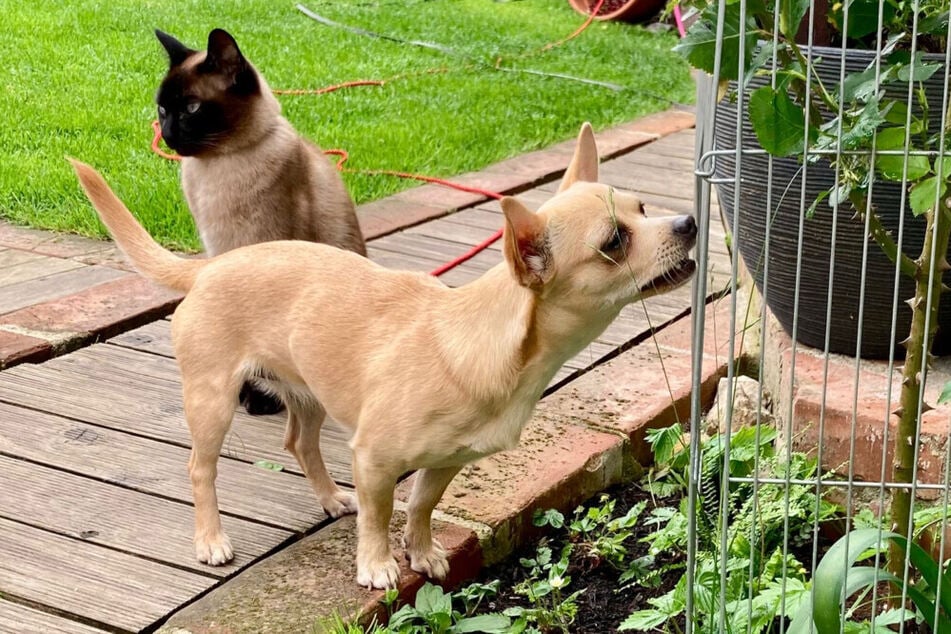 Madita hätte auch nichts gegen die Gesellschaft einer freundlichen Katze einzuwenden.