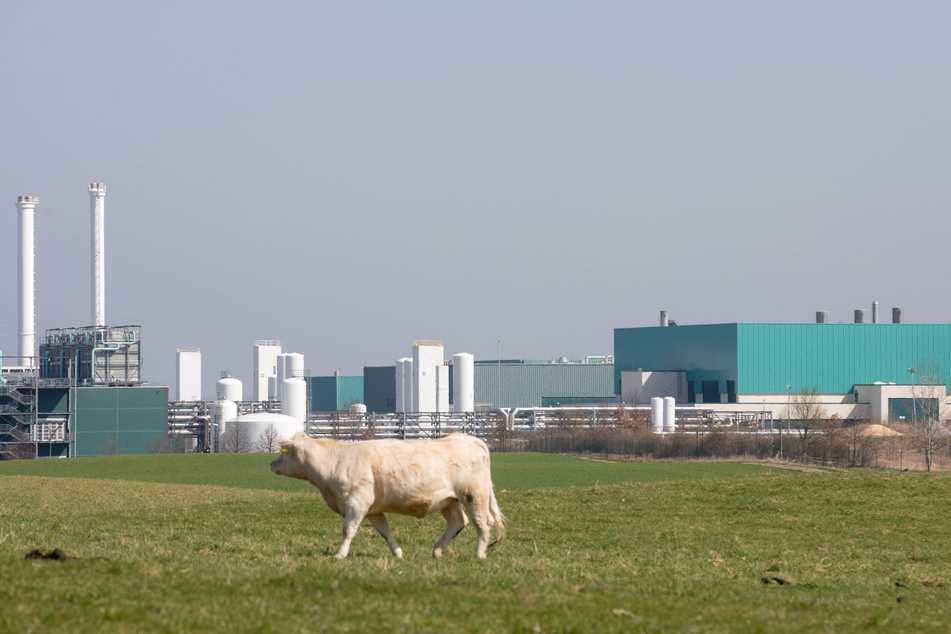 Muss diese Kuh bald weichen? Zwischen Boxdorf und Hellerau möchte GlobalFoundries sein Fabrikgelände erweitern.