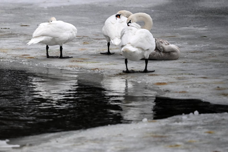Mehrere Wasservögel starben an einem Gewässer in Oberfranken. Bei einem der Tiere wurde die Vogelgrippe nachgewiesen. (Symbolfoto)