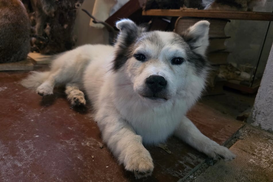 Wenn das geliebte Haustier mal stirbt, kann es doch noch (ausgestopft) weiterleben.